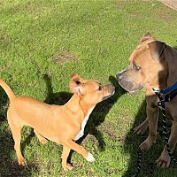 adopt-pet