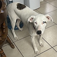 adopt-pet