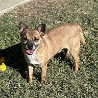 adopt-pet