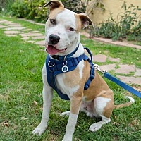 adopt-pet