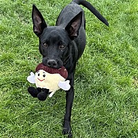 adopt-pet