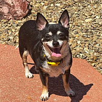 adopt-pet