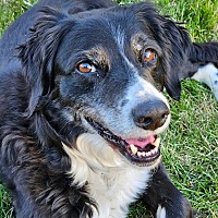 adopt-pet