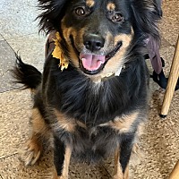 adopt-pet