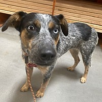adopt-pet