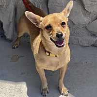 adopt-pet