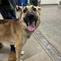 adopt-pet