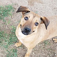 adopt-pet
