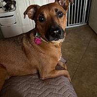 adopt-pet