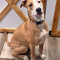 adopt-pet