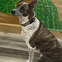 adopt-pet