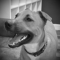 adopt-pet
