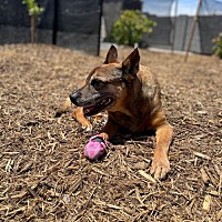 adopt-pet