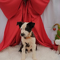 adopt-pet