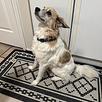 adopt-pet