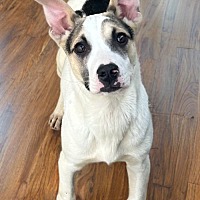 adopt-pet