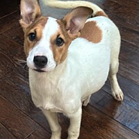adopt-pet