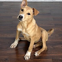adopt-pet