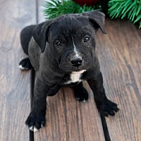 adopt-pet