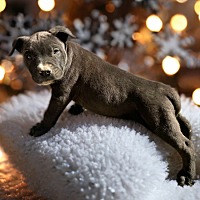 adopt-pet