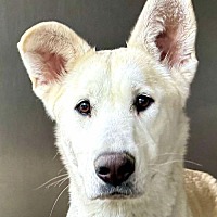 adopt-pet