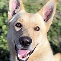 adopt-pet