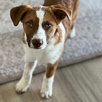 adopt-pet