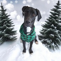 adopt-pet