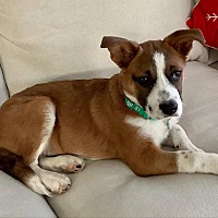 adopt-pet