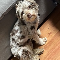 adopt-pet