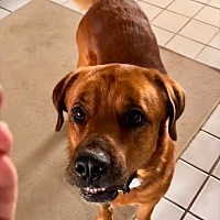 adopt-pet