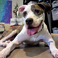adopt-pet
