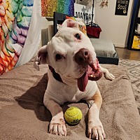 adopt-pet