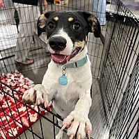 adopt-pet