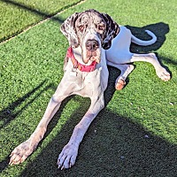 adopt-pet