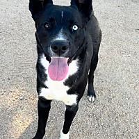 adopt-pet