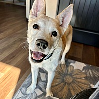 adopt-pet