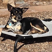 adopt-pet