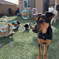adopt-pet