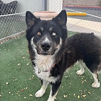 adopt-pet