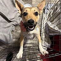 adopt-pet