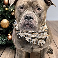 adopt-pet
