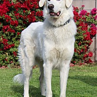 adopt-pet