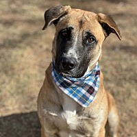 adopt-pet