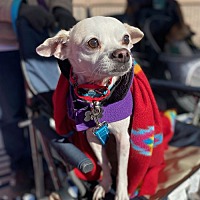 adopt-pet