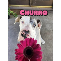 adopt-pet