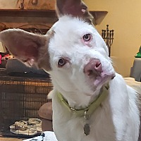 adopt-pet
