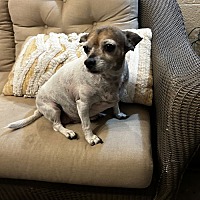 adopt-pet