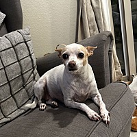 adopt-pet