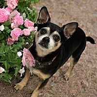 adopt-pet